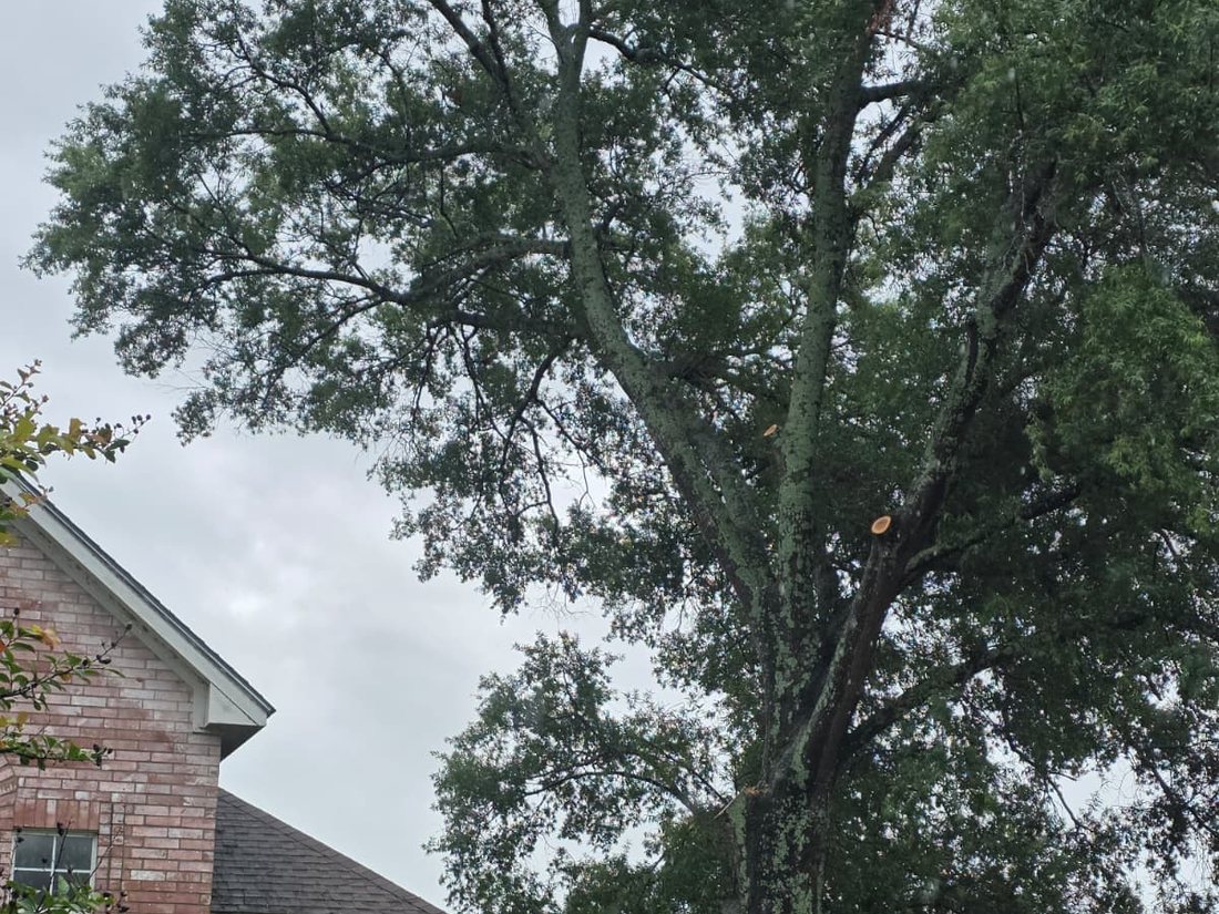 A tall oak tree beside a brick house under a grey sky