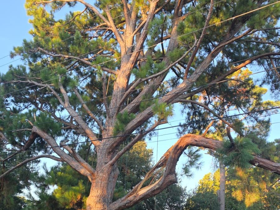 A tall pine tree with large limbs rising above a gravel road