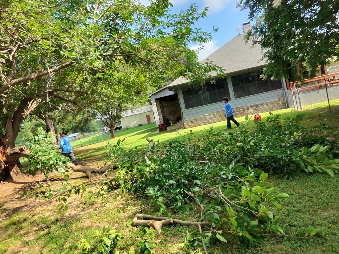Workers in blue shirts clearing cut branches in a yard under trees