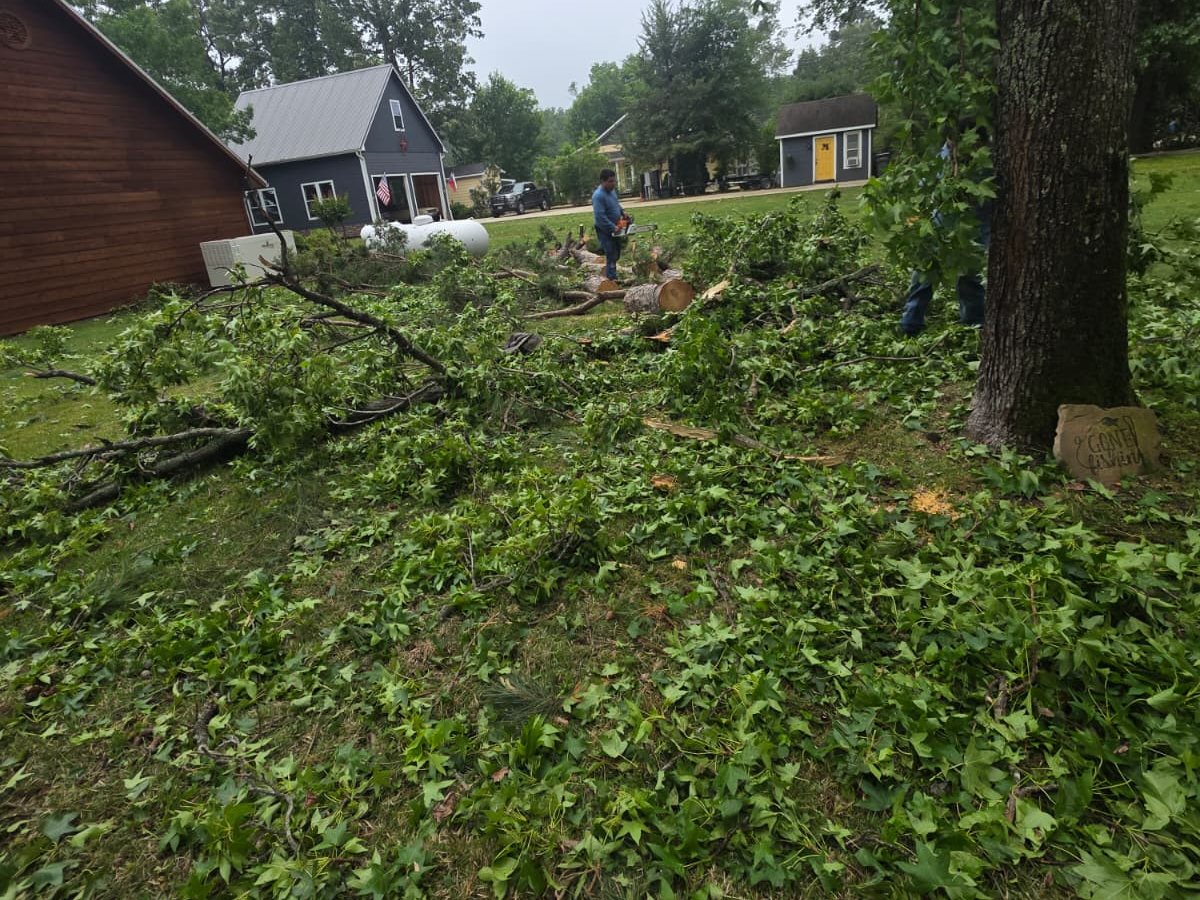 A yard covered in cut green branches beside a tree trunk, with houses behind